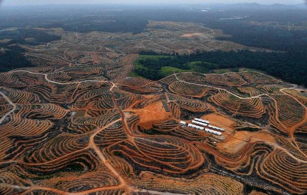 Moratorium Penebangan Hutan RI Disorot Internasional